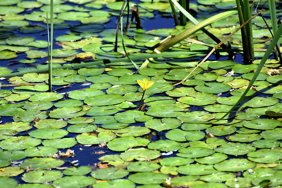 Single Water Lily Photograph by Vicky Sweeney - Fine Art America