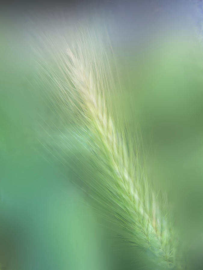Single Weed Beauty Digital Art by Terry Davis