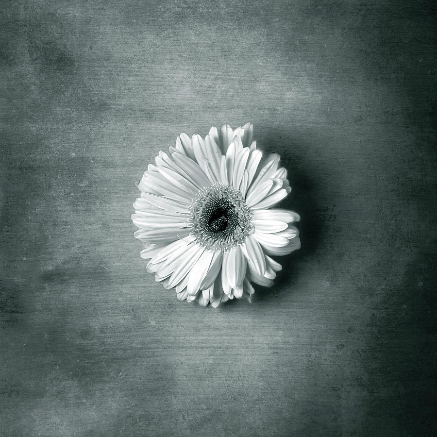 Single White Bloom Photograph by Steve Kelley