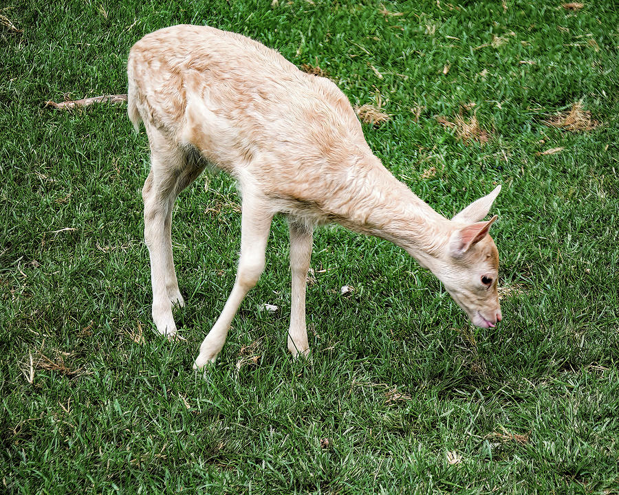 Single White Fallow Deer Fawn Photograph by Flees Photos