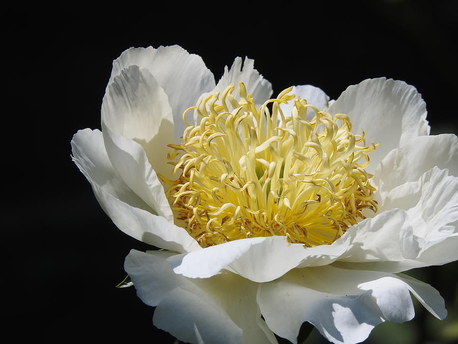 Single White Peony  Photograph by Eunice Miller