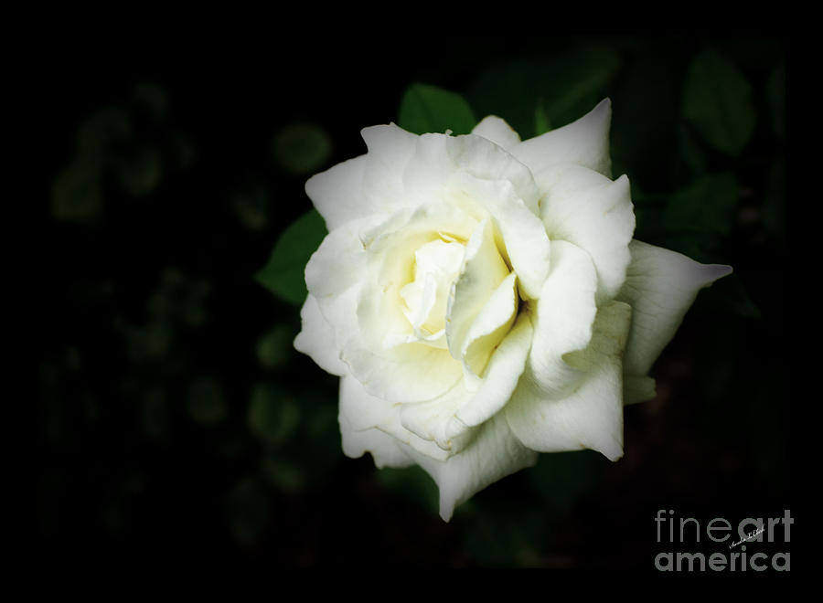 Single White Rose Photograph