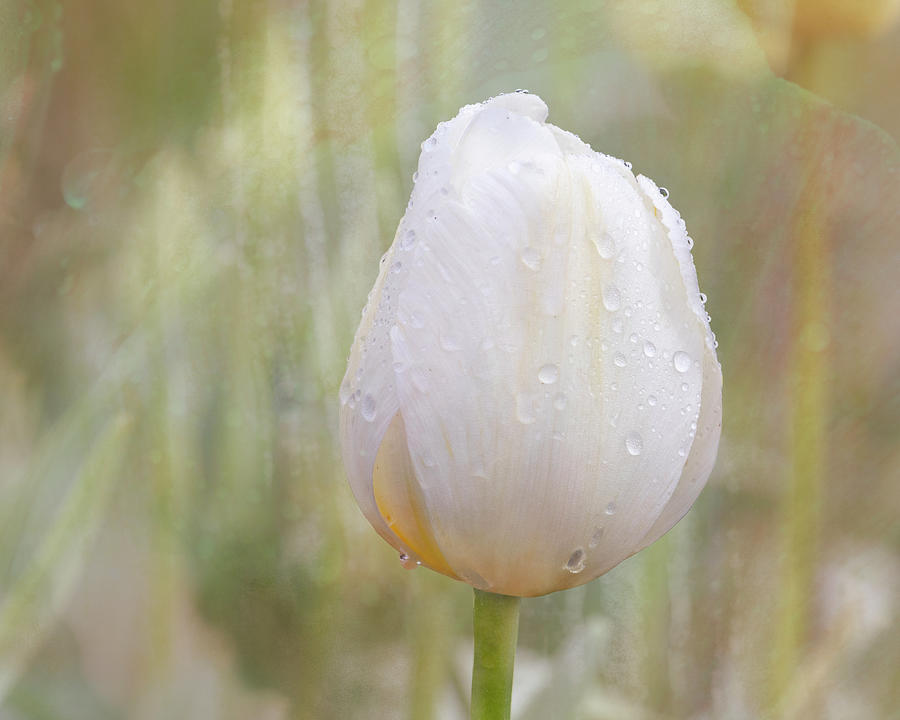 Single White Tulip on a Textured Background Photograph by Catherine Avilez