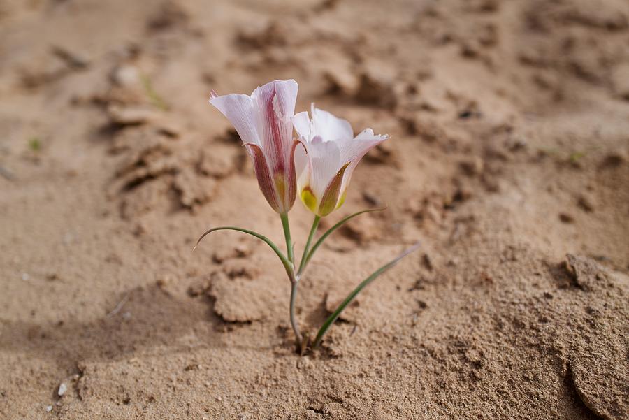 Single wildflower in the desert. Photograph by WW News