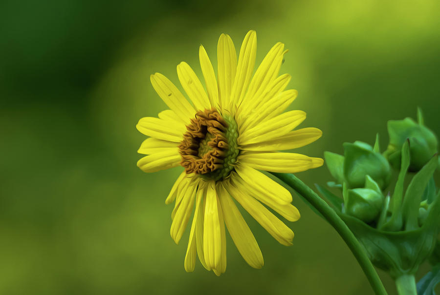 Single Yellow Daisy Photograph by Sandra Js