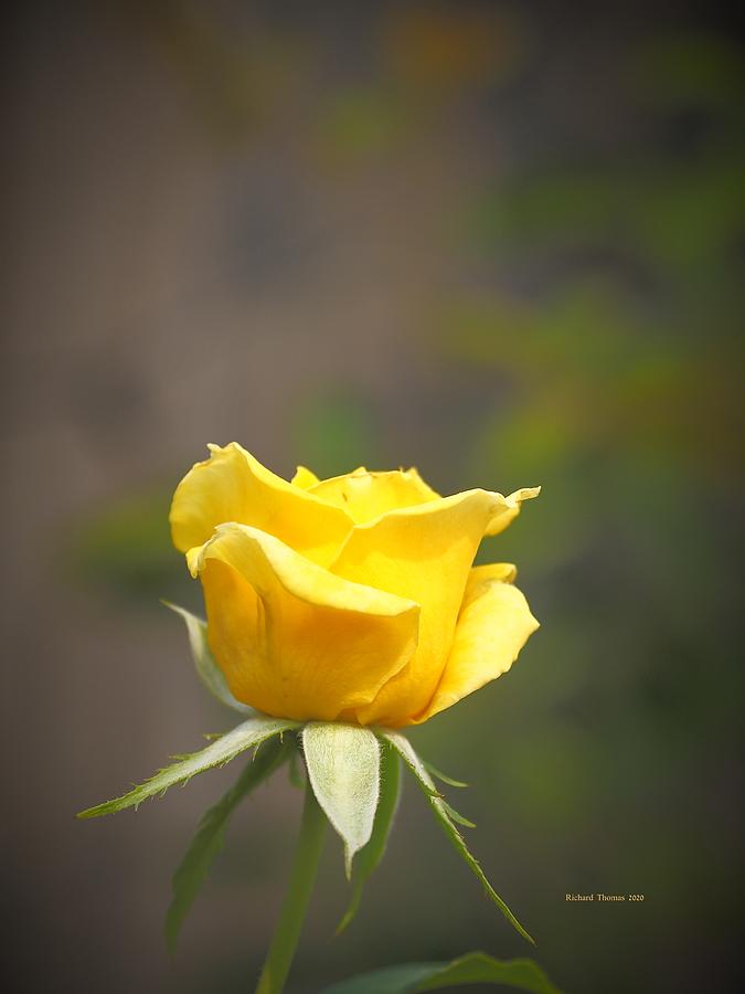 Single Yellow Photograph by Richard Thomas