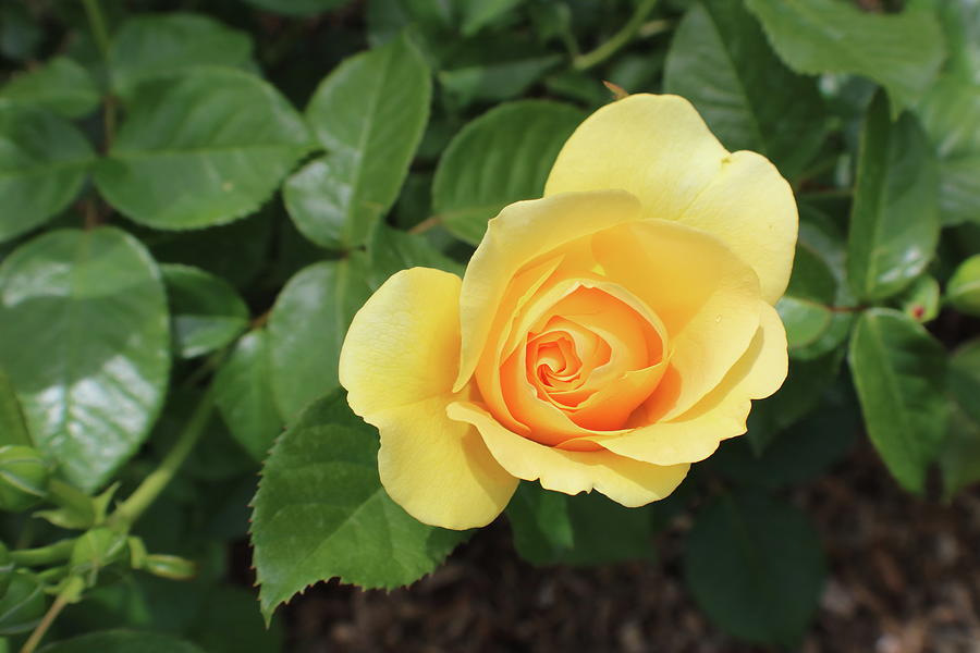 Single Yellow Rose Bloom Photograph by Kenneth Pope Single Yellow Rose Bloom Photograph by Kenneth Pope