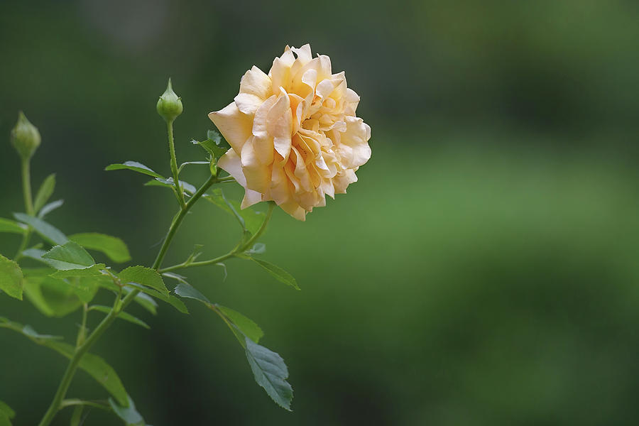 Single Yellow Rose in Full Bloom Photograph by Fon Denton