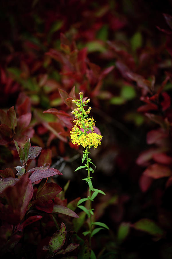Single Yellow Wild Flower Early Autumn Photograph by Michael Saunders