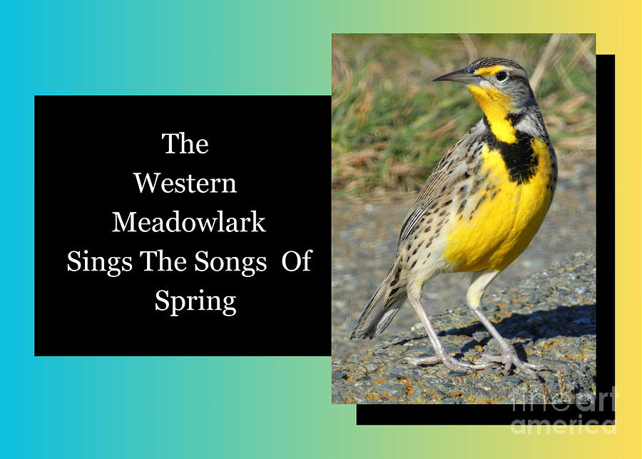 Sings the songs of Spring Photograph by Linda Vanoudenhaegen