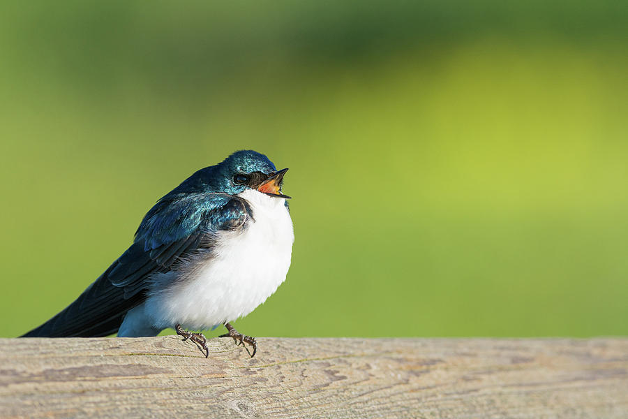 Singsonging Tree Swallow Photograph by Christina Stobbs - Fine Art America