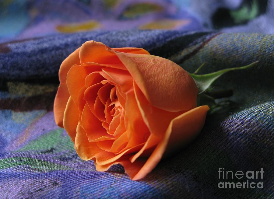 Vibrantly Orange Beauty Photograph by Ann Horn