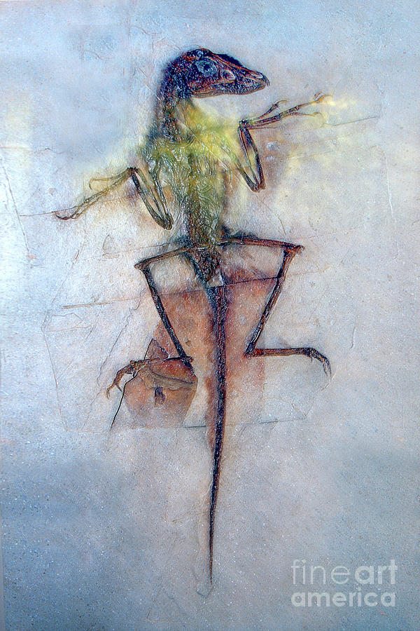 sinornithosaurus fossil