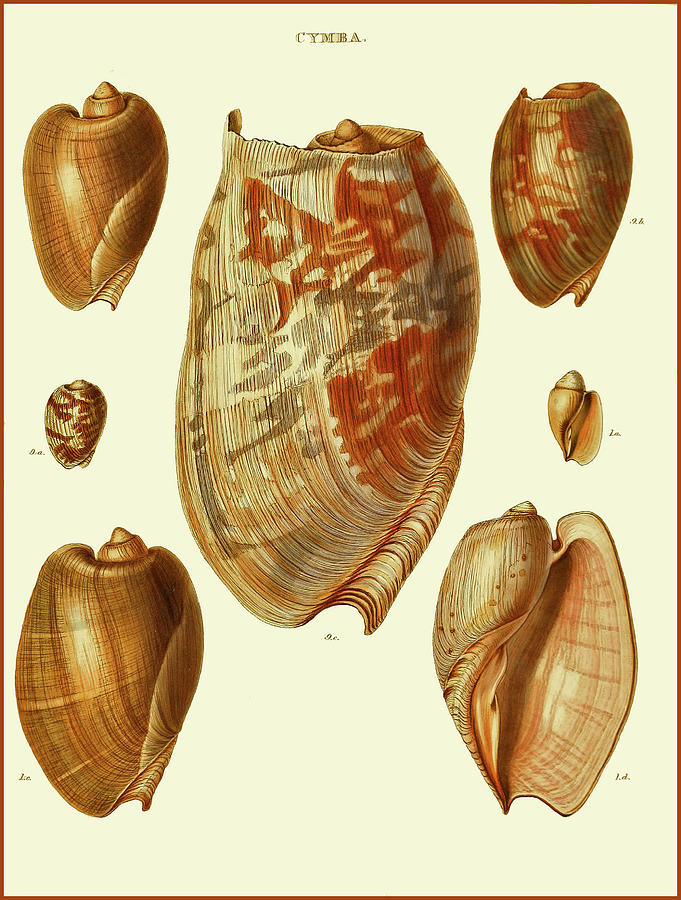 Sinum cymba, predatory sea snail 3 Drawing by Lorena Cassady