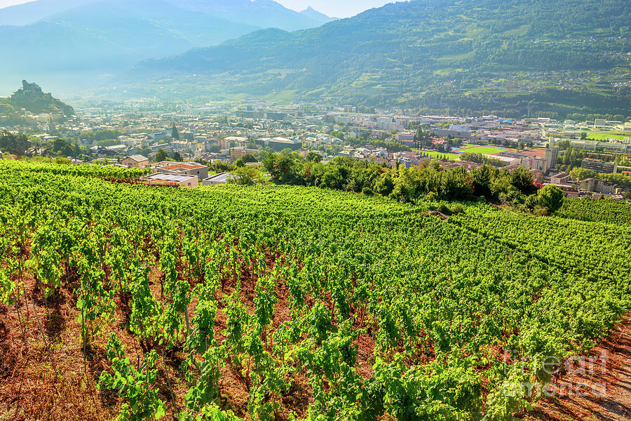 Sion Castle and Terraced vineyards Photograph by Benny Marty