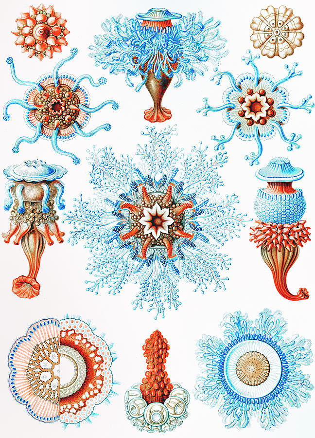 Siphonophorae Staatsquallen By Ernst Haeckel Drawing