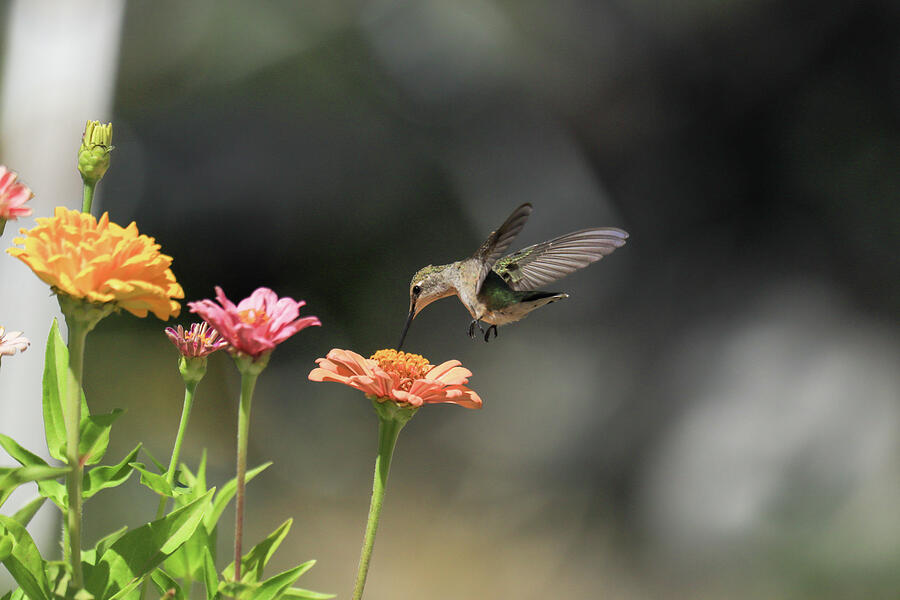 Sipping hummingbird Photograph by Jeff Swan