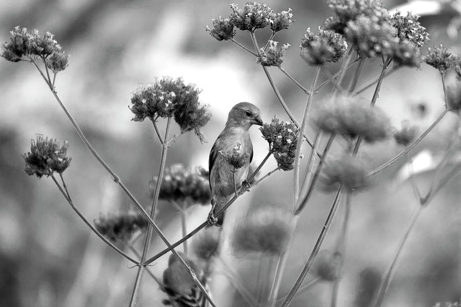 Sipping Nectar Photograph by Gina Cinardo