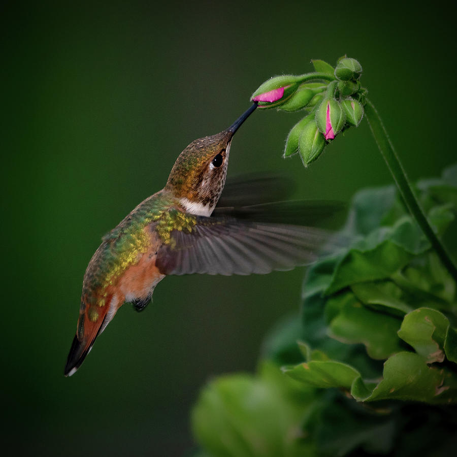 Sipping Nectar Photograph by Mindy Musick King Sipping Nectar Photograph by Mindy Musick King
