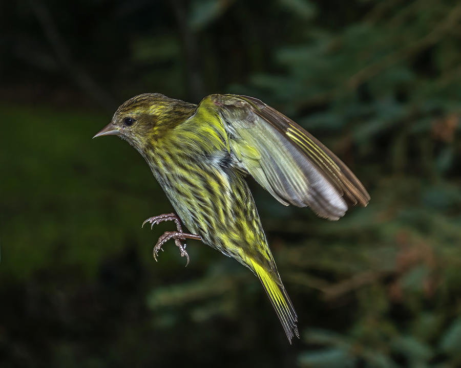 Siskin Coming In For A Landing Photograph