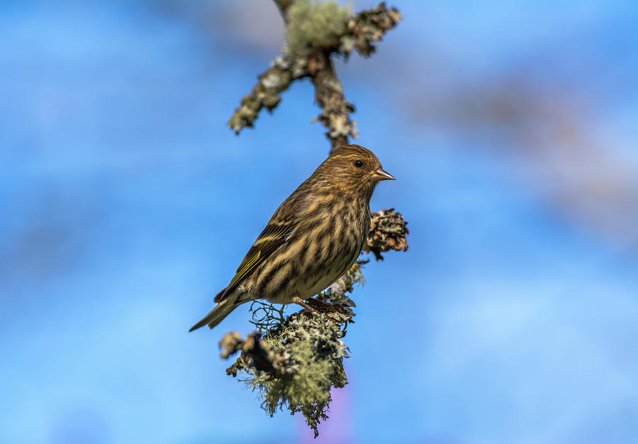 Siskin With Blue Background Photograph
