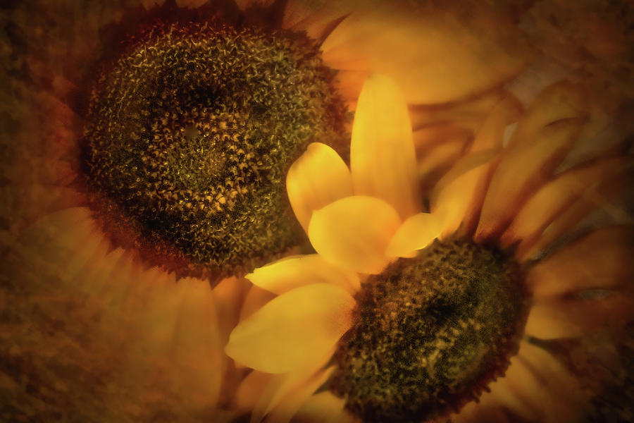 Sister Sunflowers Photograph by Sally Bauer