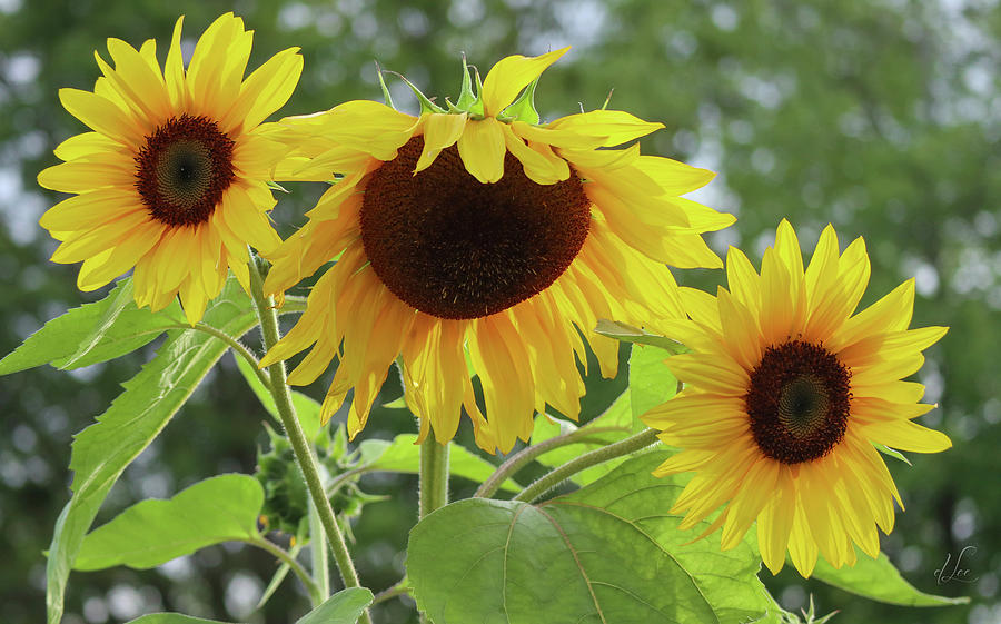 Sunflower Photograph - Sisters of Sunflower Delight by D Lee