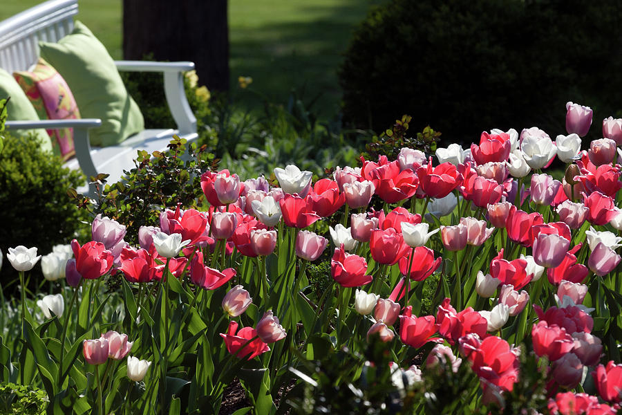 Sit by the Tulip Garden Photograph by Karen Lee Ensley