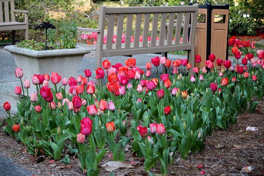 Sit With The Tulips Photograph by Cynthia Guinn
