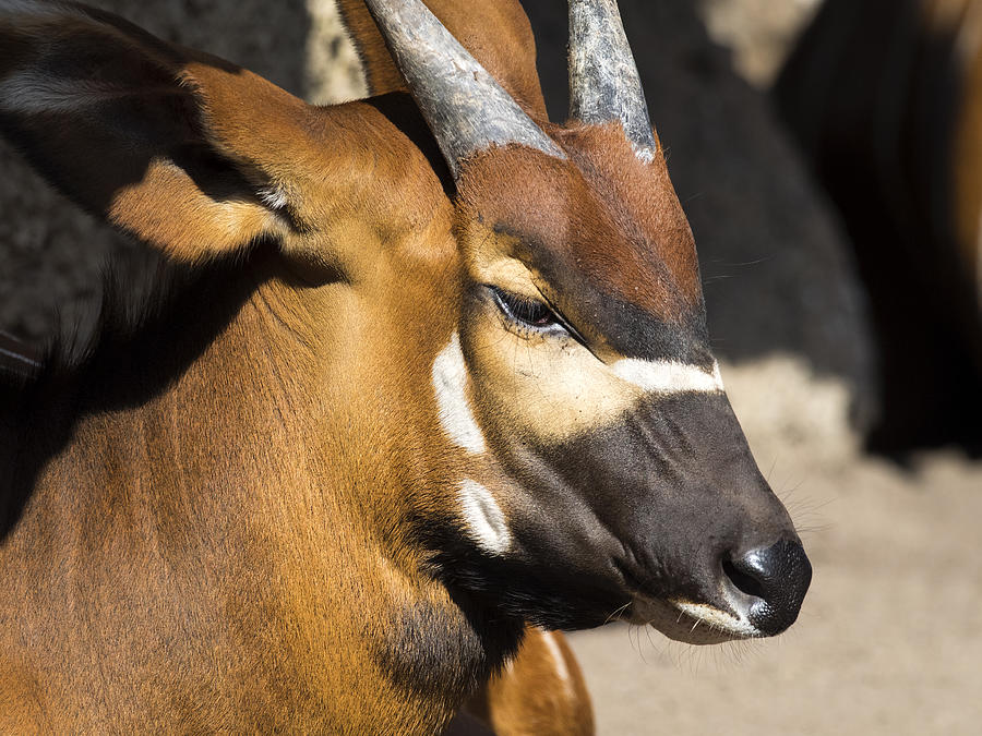 Sitatunga antelope close up side view, Male, (Tragelaphus spekii) Photograph by Jose A. Bernat Bacete