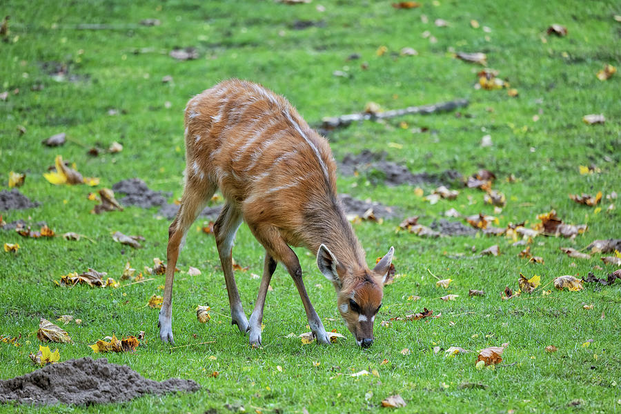 Animal Photograph - Sitatunga Antelope In The Meadow by Artur Bogacki