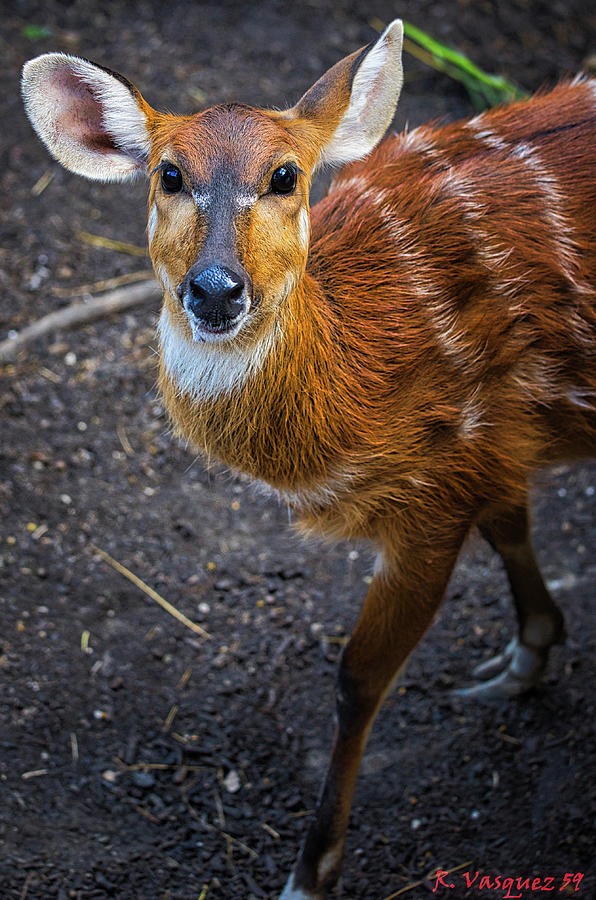 Sitatunga Antelope Photograph by Rene Vasquez