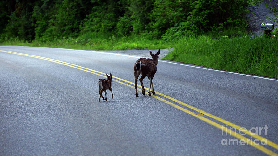 Sitka deer mom Photograph by Steve Speights
