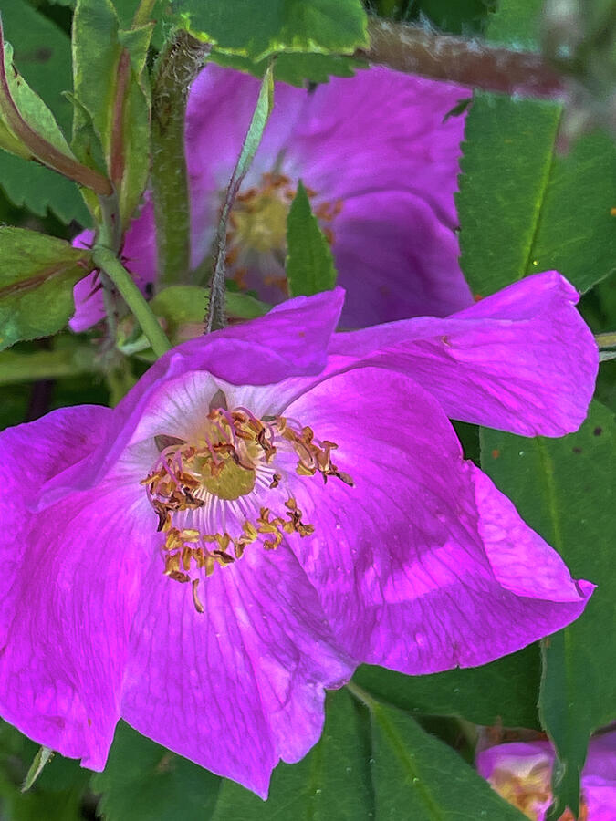 Sitka Rose Photograph by Harry Banks Sitka Rose Photograph by Harry Banks