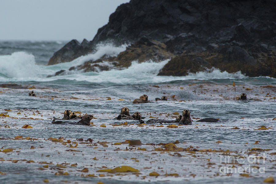 Sitka Sea Otter Family Photograph by Nancy Gleason