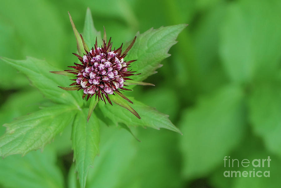 Sitka Valerian Bud the Day Before Blooming Photograph by Nancy Gleason