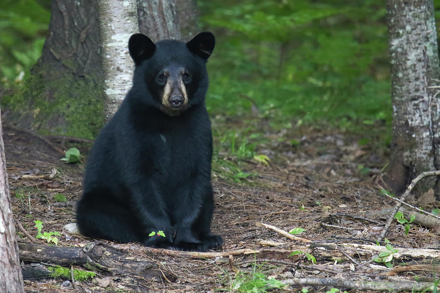 Sitting Black Bear Cub Photograph by Brook Burling