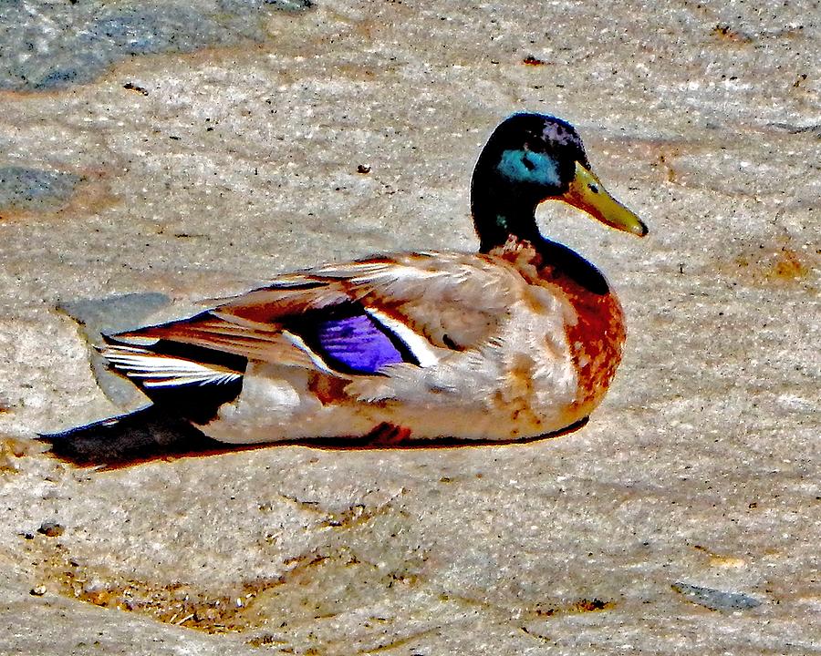 Sitting Duck  Photograph by Andrew Lawrence