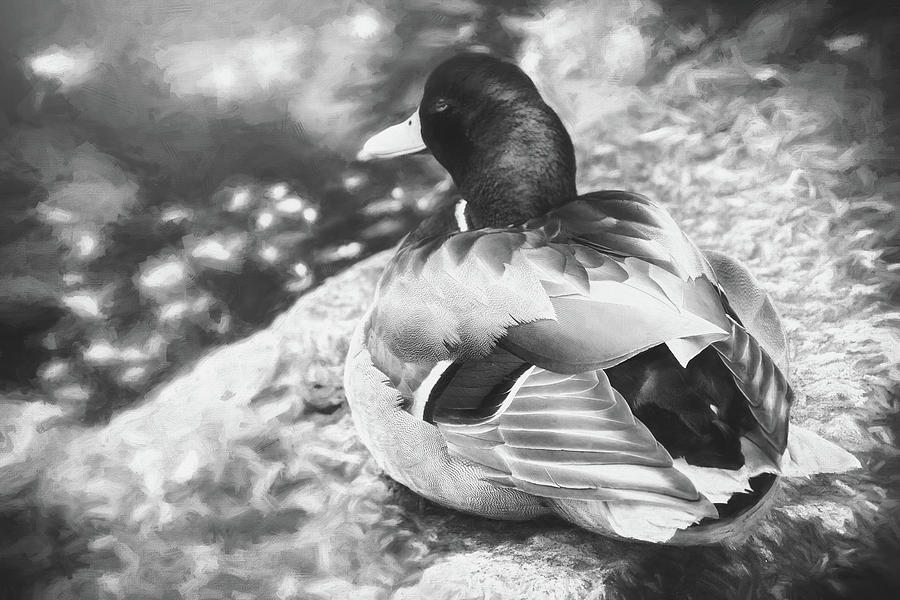Sitting Duck Black And White Photograph