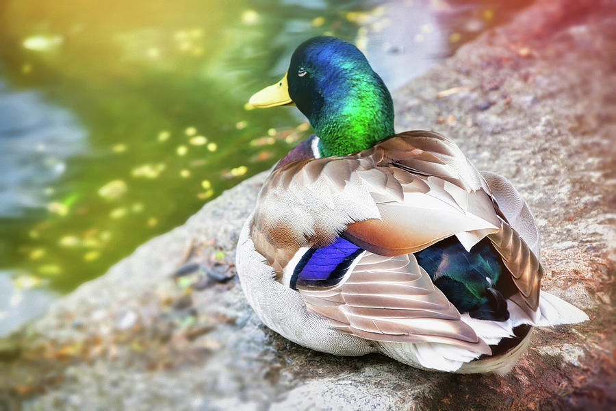 Duck Photograph - Sitting Duck  by Carol Japp