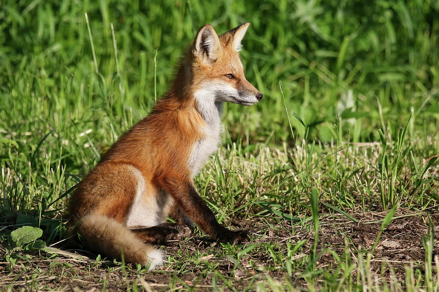 Sitting Fox Kit Photograph by Brook Burling