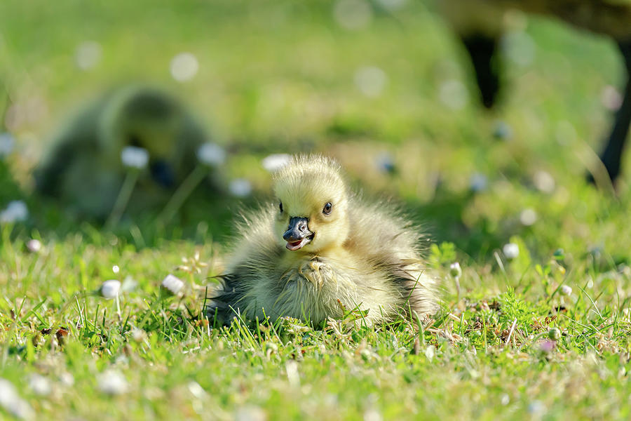 Sitting Gosling Photograph by Scott Carruthers