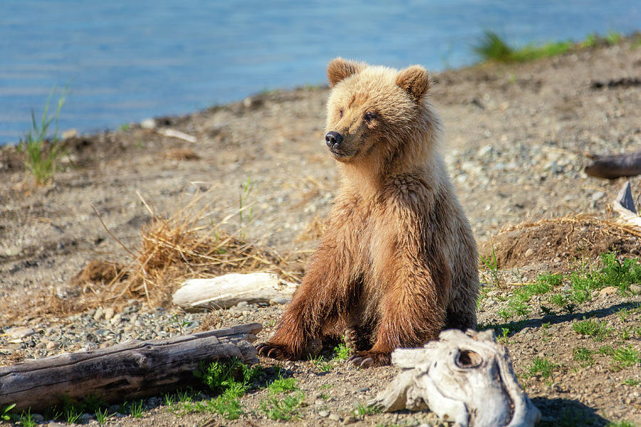 Sitting Grizzly Cub Photograph by Alex Mironyuk