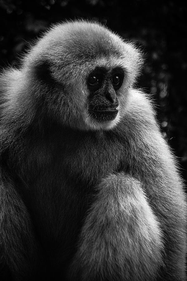 Sitting Monkey B and W Photograph by Dathan Hylton | Fine Art America