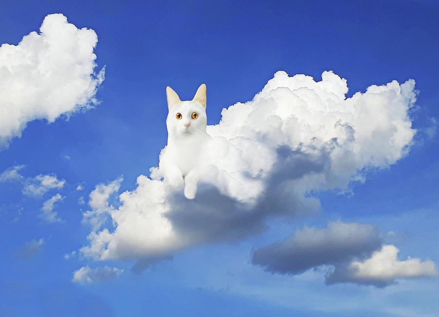 Sitting on a Cloud Photograph by Diana Angstadt