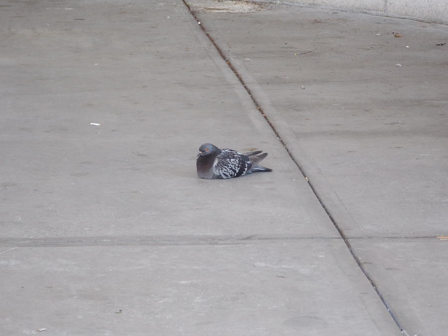 pigeon sitting