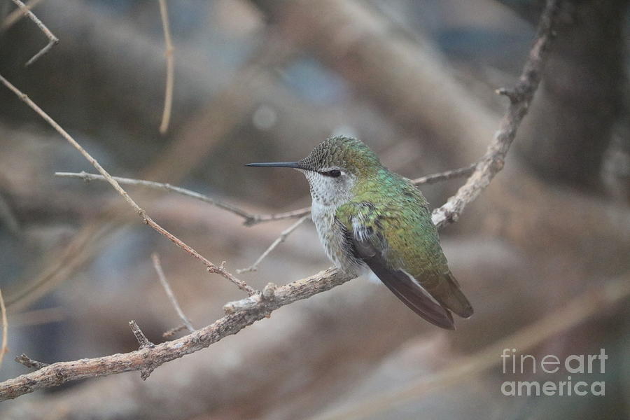 Sitting Pretty Hummingbird Photograph by Carol Groenen