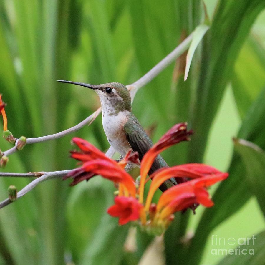 Sitting Pretty Hummingbird Square Photograph by Carol Groenen