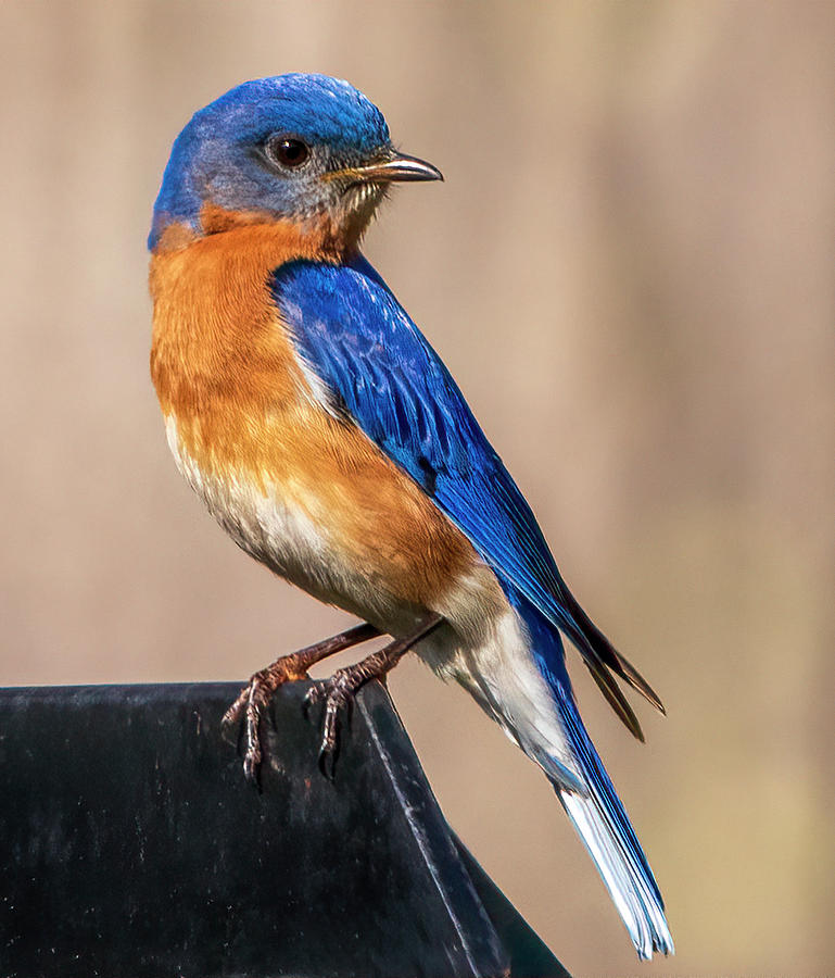 Sitting pretty Photograph by Melanie Bradley - Fine Art America