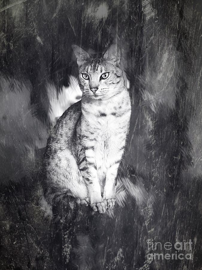 Black And White Photograph - Sitting Pretty by Jenny Revitz Soper